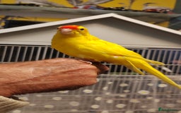 Parakeets birds for sale: Hand reared Buttercup Kakariki - Advert 1