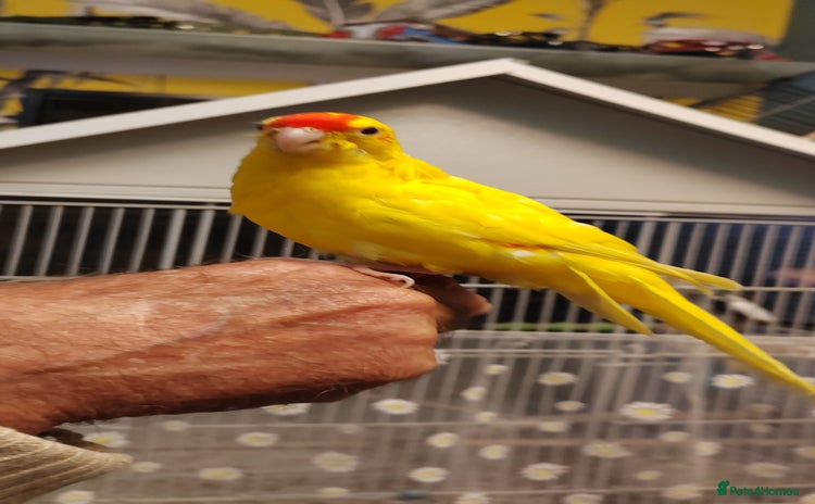 Parakeets birds Hand reared Buttercup Kakariki - Advert 2