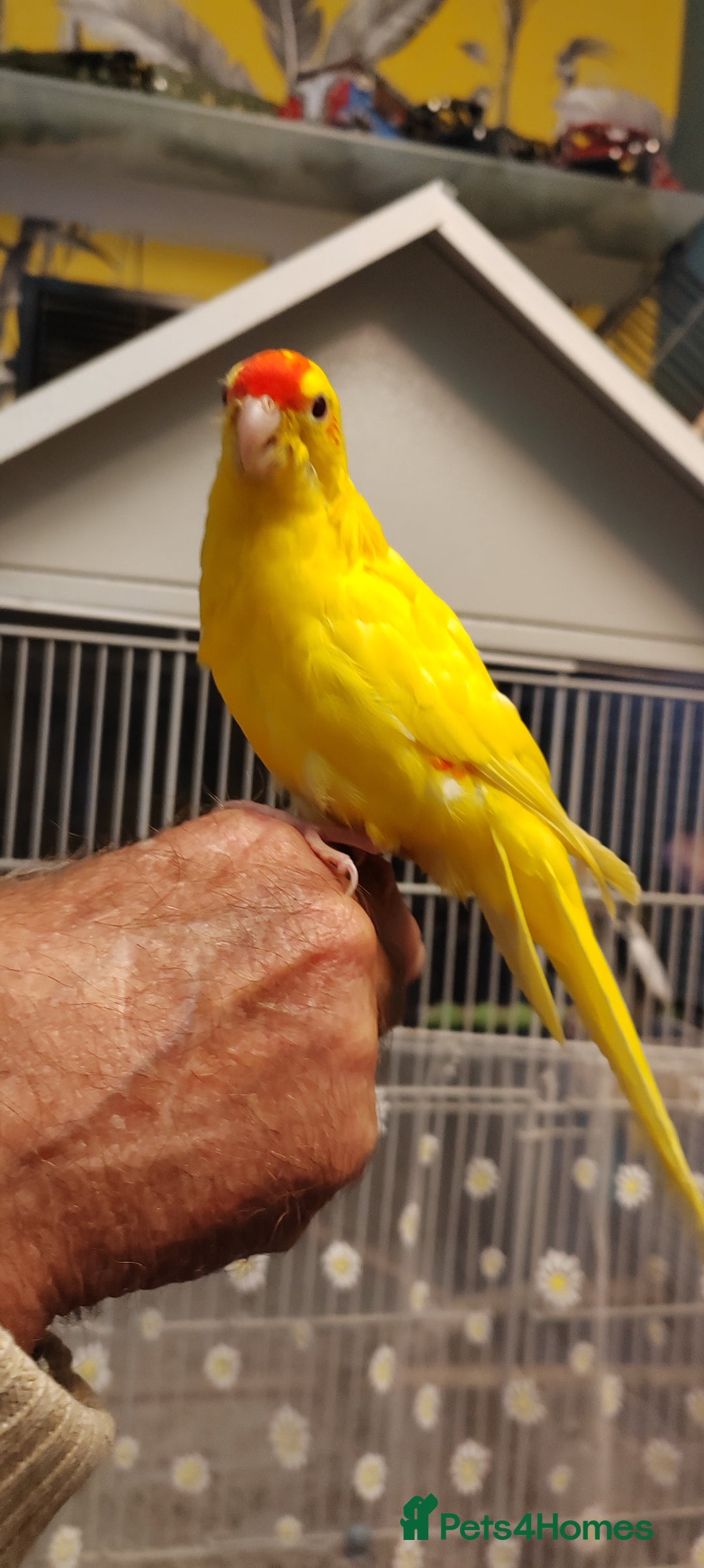 Parakeets birds for sale: Hand reared Buttercup Kakariki - Advert 1