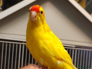 Parakeets birds Hand reared Buttercup Kakariki - Advert 2