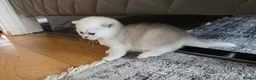 British Shorthair cats for sale: Beautiful Uniquely British Shorthair Kittens 🐾 - Advert 11