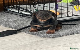 Miniature Dachshund dogs for sale: Miniature dachshund merle - Advert 1