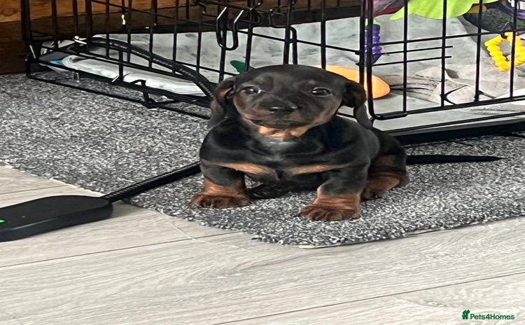 Miniature Dachshund dogs Miniature dachshund merle - Advert 6