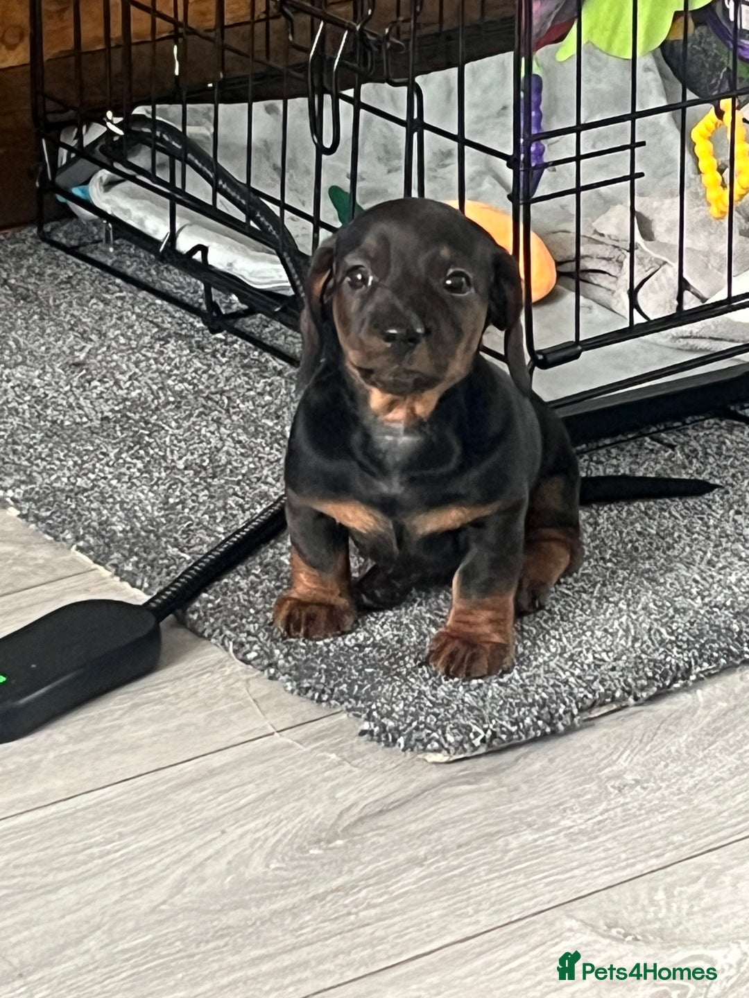 Miniature Dachshund dogs for sale: Miniature dachshund merle - Advert 1