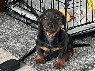 Miniature Dachshund dogs Miniature dachshund merle - Advert 3