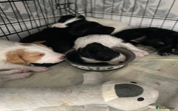 Mixed Breed dogs for sale: Cocker collie cross  - Image 30
