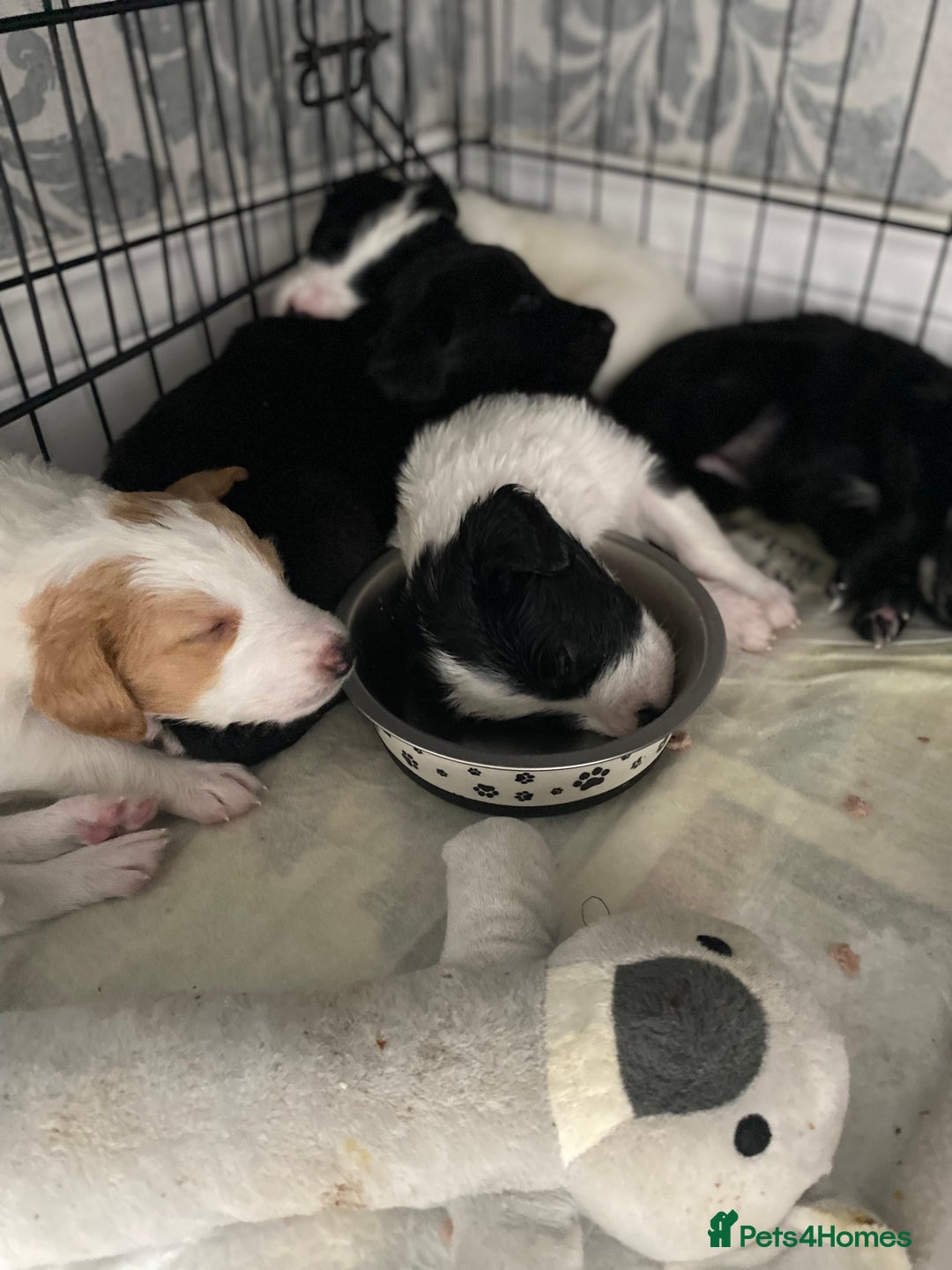 Mixed Breed dogs for sale: Cocker collie cross  - Image 30