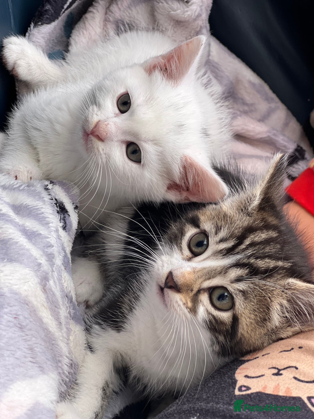 Mixed Breed cats for sale: Cross taby for sale  - Image 4