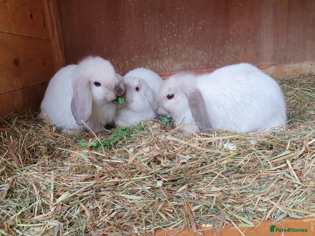 Mini Lop rabbits for sale: Spayed/neutered rabbits for adoption - Image 16
