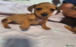 Mixed Breed dogs for sale: Beautiful dachshund mix puppies  - Image 20