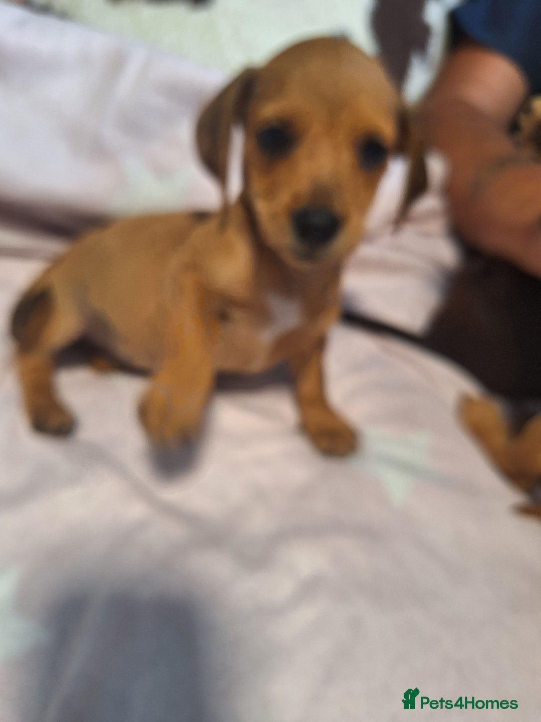 Mixed Breed dogs for sale: Beautiful dachshund mix puppies  - Image 20