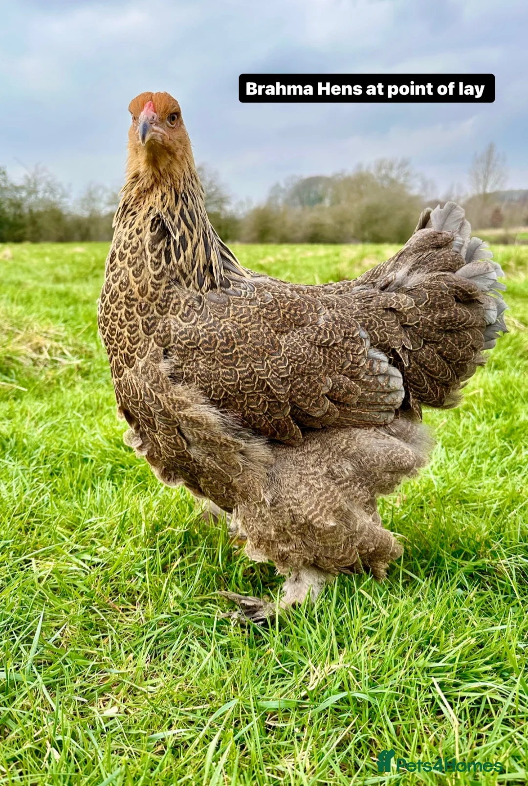 Chickens poultry for sale: Silkie, Pekin, Polish, Brahma, Faverolle Hens  - Advert 14
