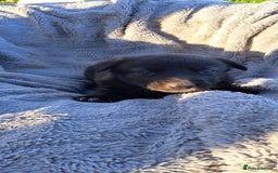 German Shepherd dogs for sale: German Shepherd poppers - Image 19