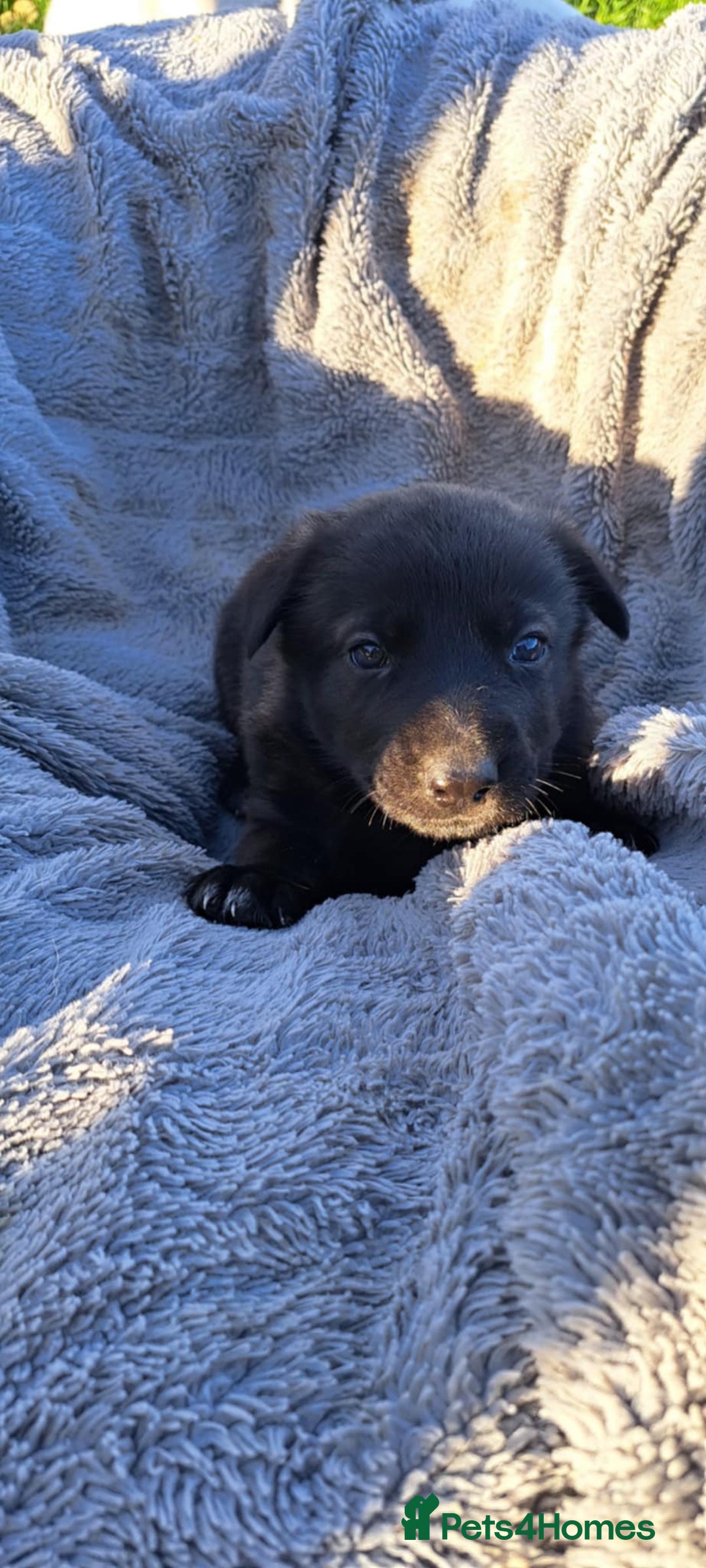 German Shepherd dogs for sale: German Shepherd poppers - Image 19