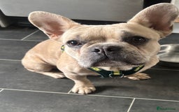 French Bulldog dogs for sale: 14 month fawn merle frenchbulldog DWKCREGISTERED  - Image 6