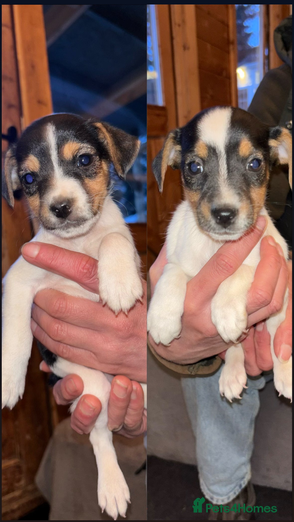 Jack Russell dogs 2 lovely small girls  - Advert 9