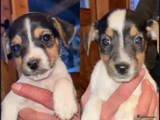 Jack Russell dogs 2 lovely small girls - Advert 9