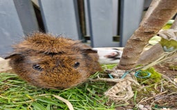 Guinea Pig rodents for sale: Beautiful ridgeback cross agouti breed  - Image 9