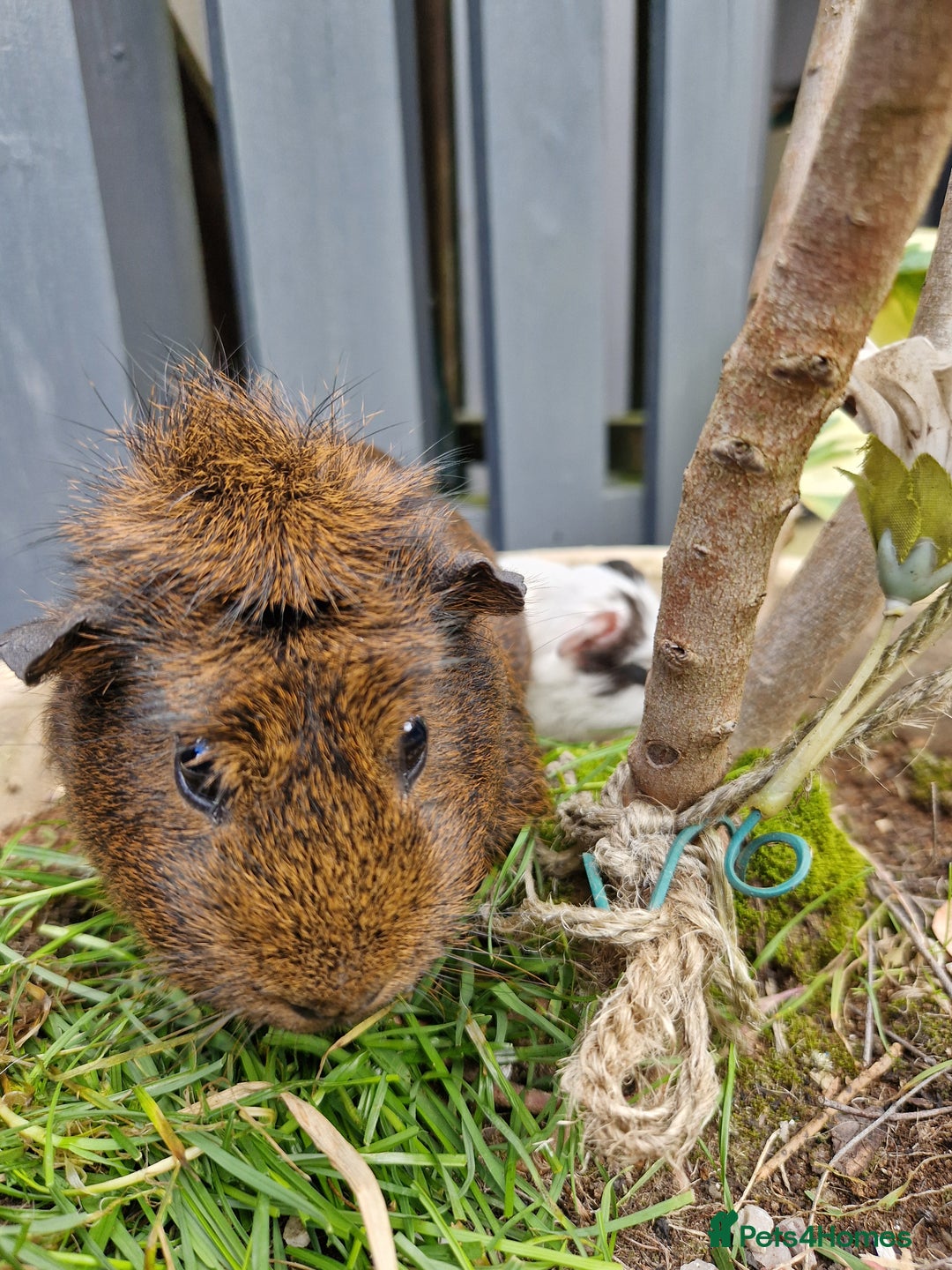 Guinea Pig rodents for sale: Beautiful ridgeback cross agouti breed  - Image 9
