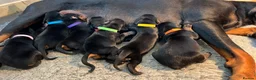 Dobermann dogs for sale: Outstanding Quality Dobermann puppies, KC REG - Advert 4