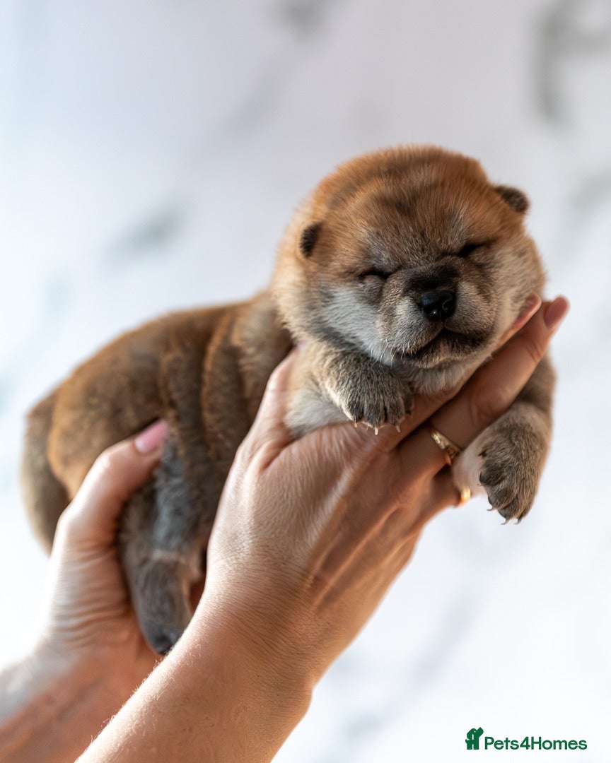 Japanese Shiba Inu dogs 🐾🏵Original Japanese Shiba inu puppies 🏵🐾 - Advert 1