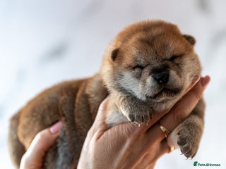 Japanese Shiba Inu dogs 🐾🏵Original Japanese Shiba inu puppies 🏵🐾 - Advert 1