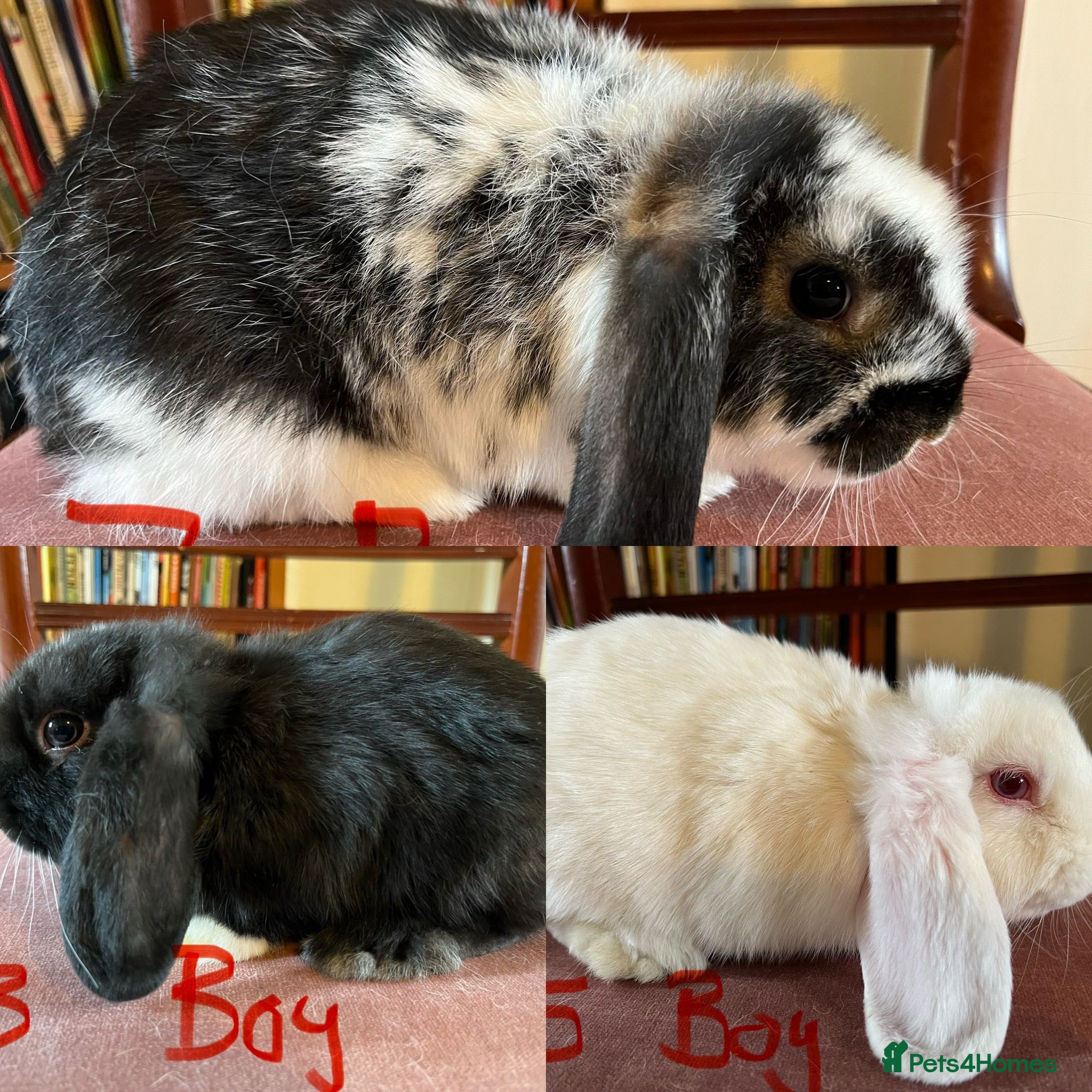 Mini Lop rabbits Lovely Mini Lop Babies - Advert 1