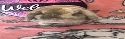 Mini Lop rabbits for sale: Beautiful mini lop bunnies  - Advert 8