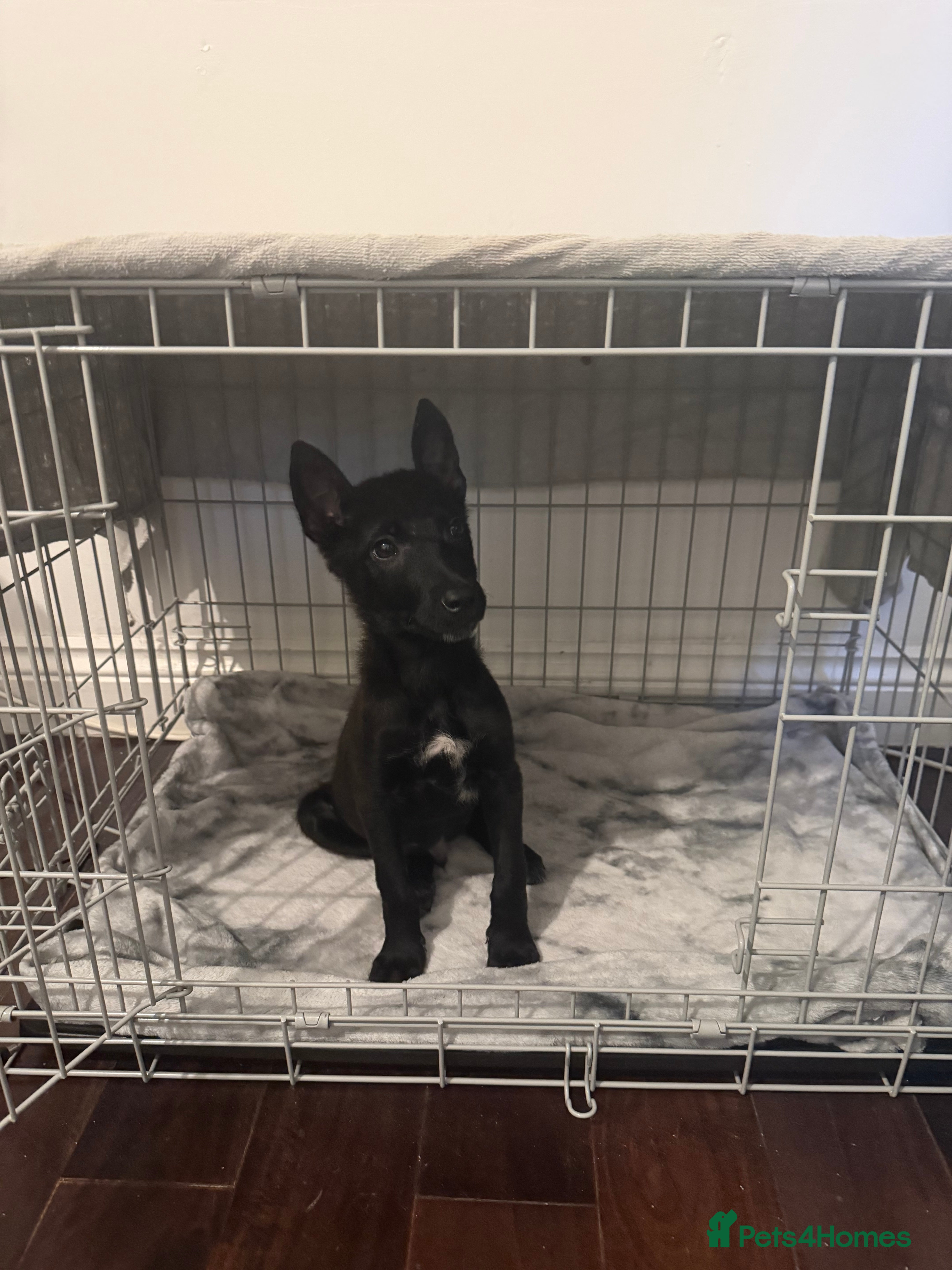 Belgian Shepherd Dog dogs Young Belgian Mali Boy - Advert 1