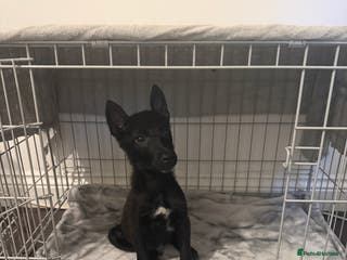 Belgian Shepherd Dog dogs Young Belgian Mali Boy - Advert 2