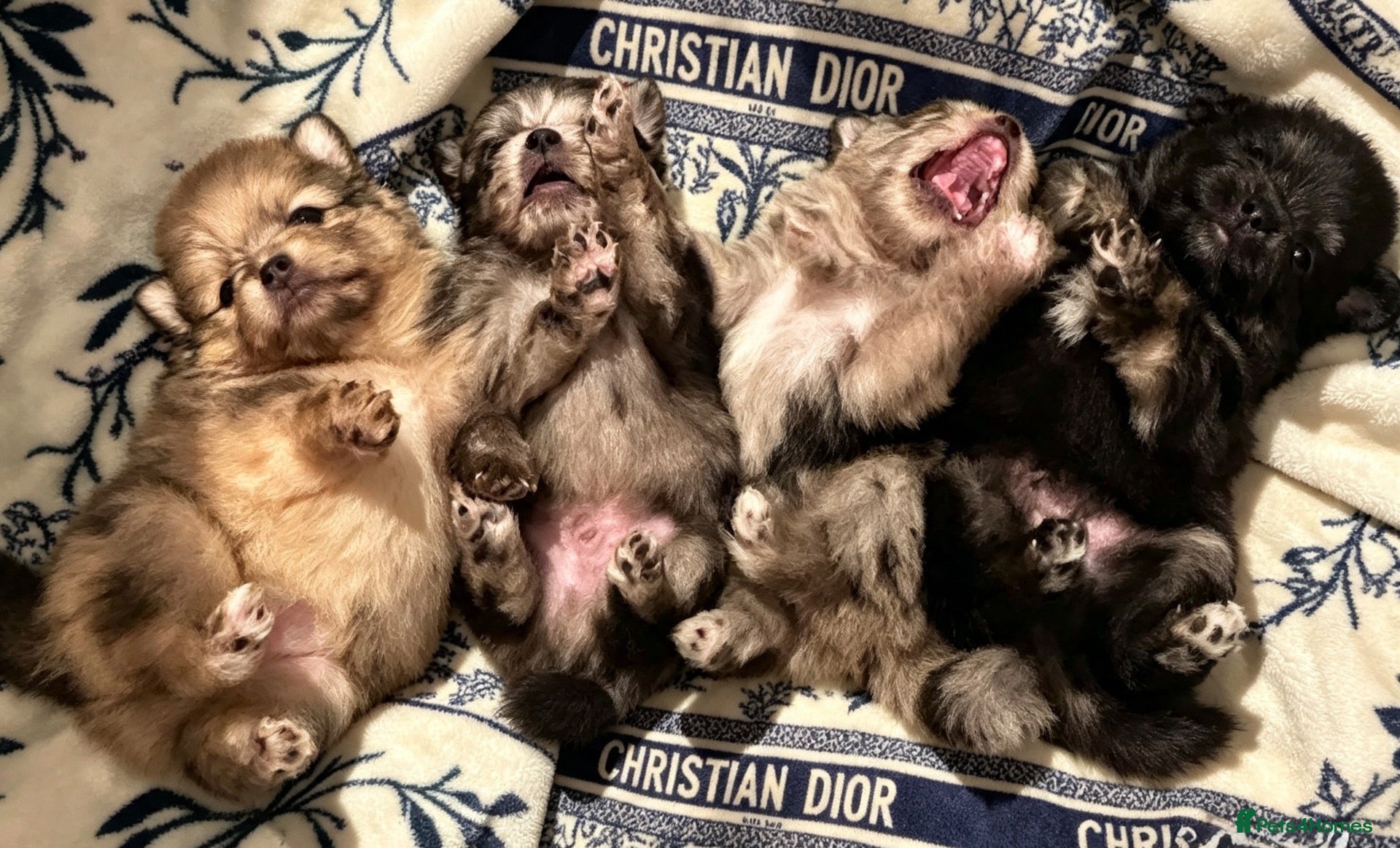 Pomeranian dogs ✨Four Mini Little Gems 💎🐾🐶✨💜🧡🩶🤎 - Advert 2