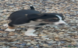 Border Collie dogs for sale: Collie puppies  - Image 2