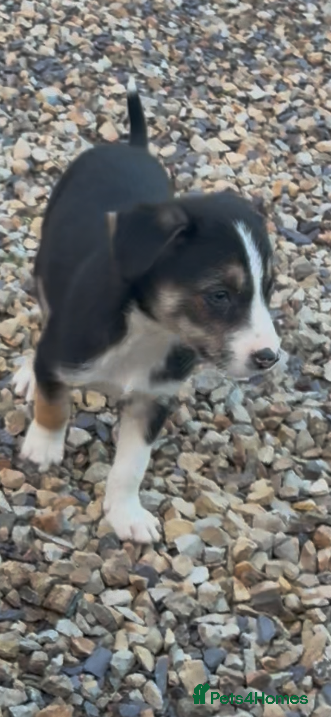 Border Collie dogs for sale: Collie puppies  - Image 2