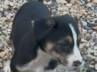 Border Collie dogs Collie puppies - Advert 8