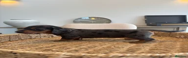 Miniature Dachshund Puppy 4