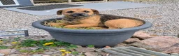 Border Terrier dogs for sale: Boisterous Borders  - Advert 12