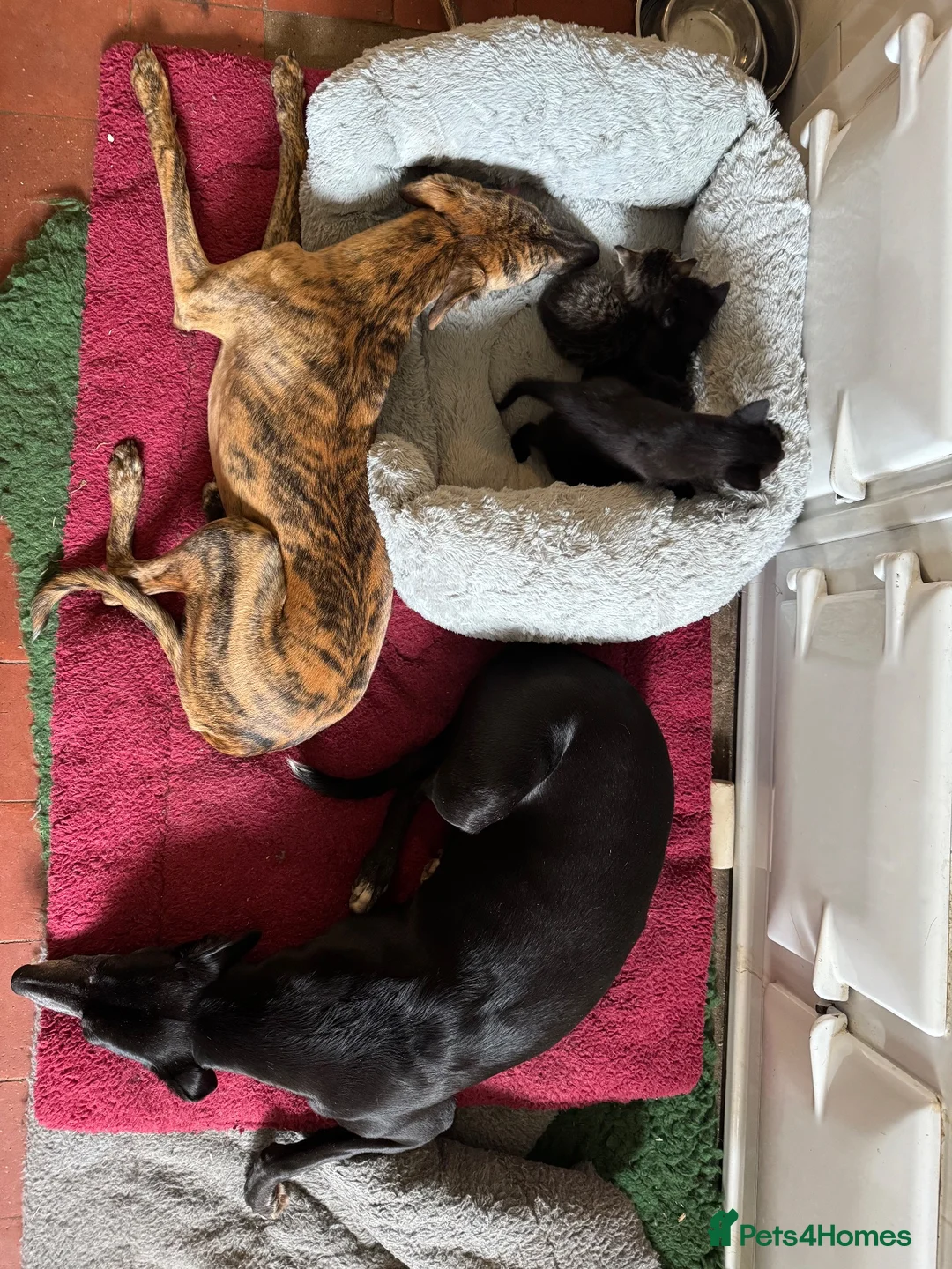 Mixed Breed cats for sale: Gorgeous Savannah kittens  - Advert 7