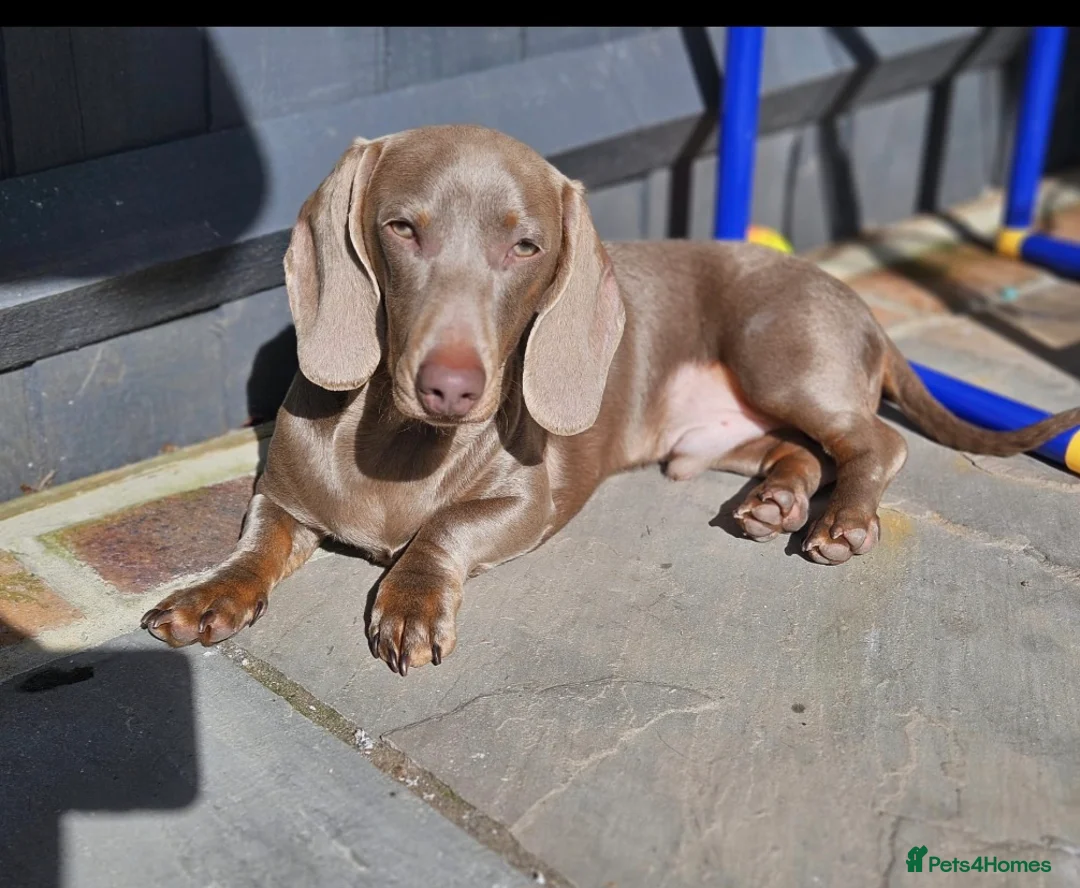 Miniature Dachshund dogs for stud: Miniature dachshund stud 5kg - Advert 1