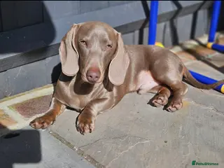 Miniature Dachshund dogs Miniature dachshund stud 5kg - Advert 16