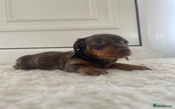 Miniature Dachshund dogs for sale: Miniature dachshund - Image 15