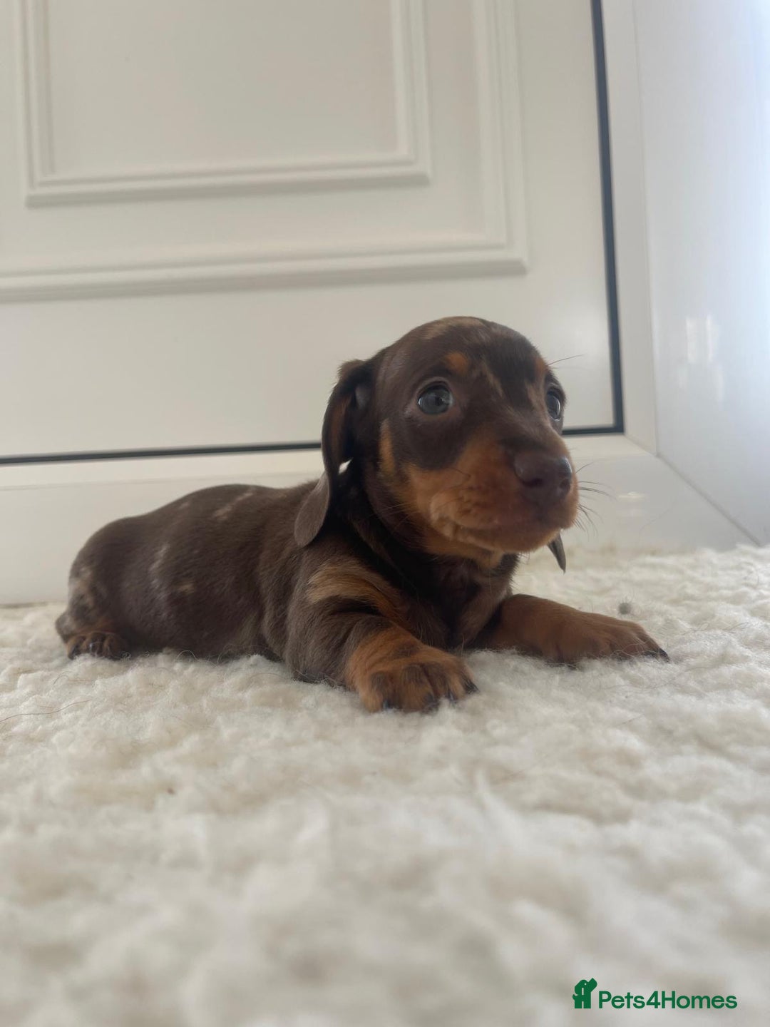 Miniature Dachshund dogs for sale: Miniature dachshund - Image 15