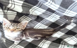 Mixed Breed cats for sale: 4 tabby kittens available  - Image 4