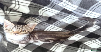 Mixed Breed cats - Advert 9