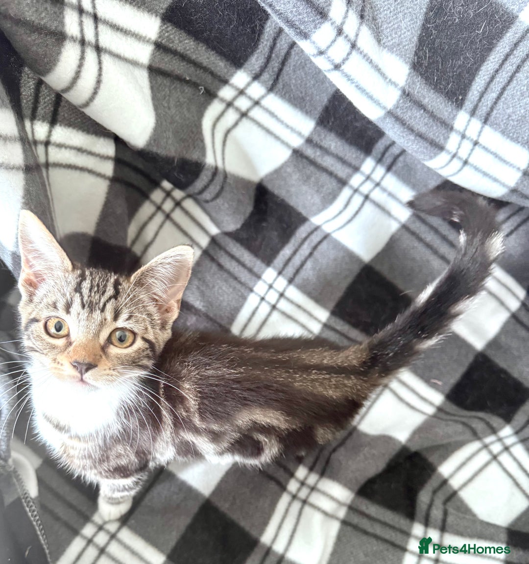 Mixed Breed cats for sale: 4 tabby kittens available  - Image 4