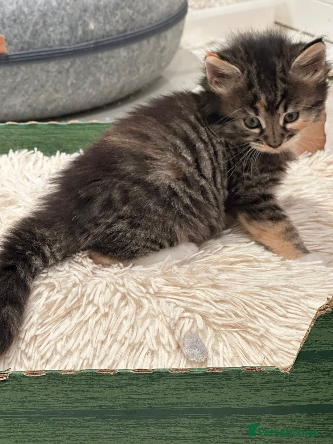 Maine Coon cats for sale: Stunning Mainecoon Kittens - Image 15