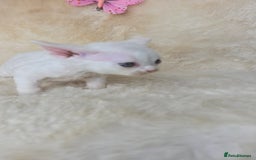 Devon Rex cats for sale: Tow beautiful Devon Rex boys  - Image 11