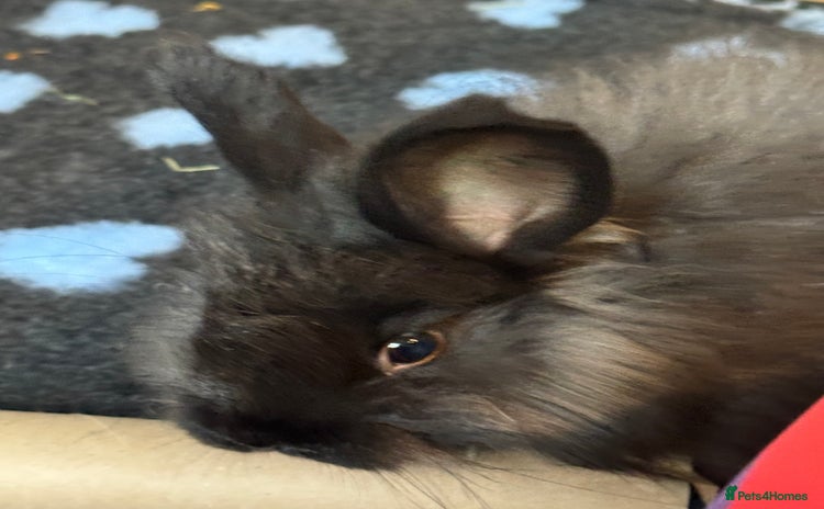 English Lop rabbits - Advert 1