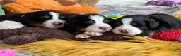 Bernese Mountain Dog dogs for sale: KC Registered Bernese Mountain Dog Puppies - Advert 30
