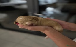 Cockapoo dogs for sale: Beautiful F1 cockapoo puppies  - Image 7
