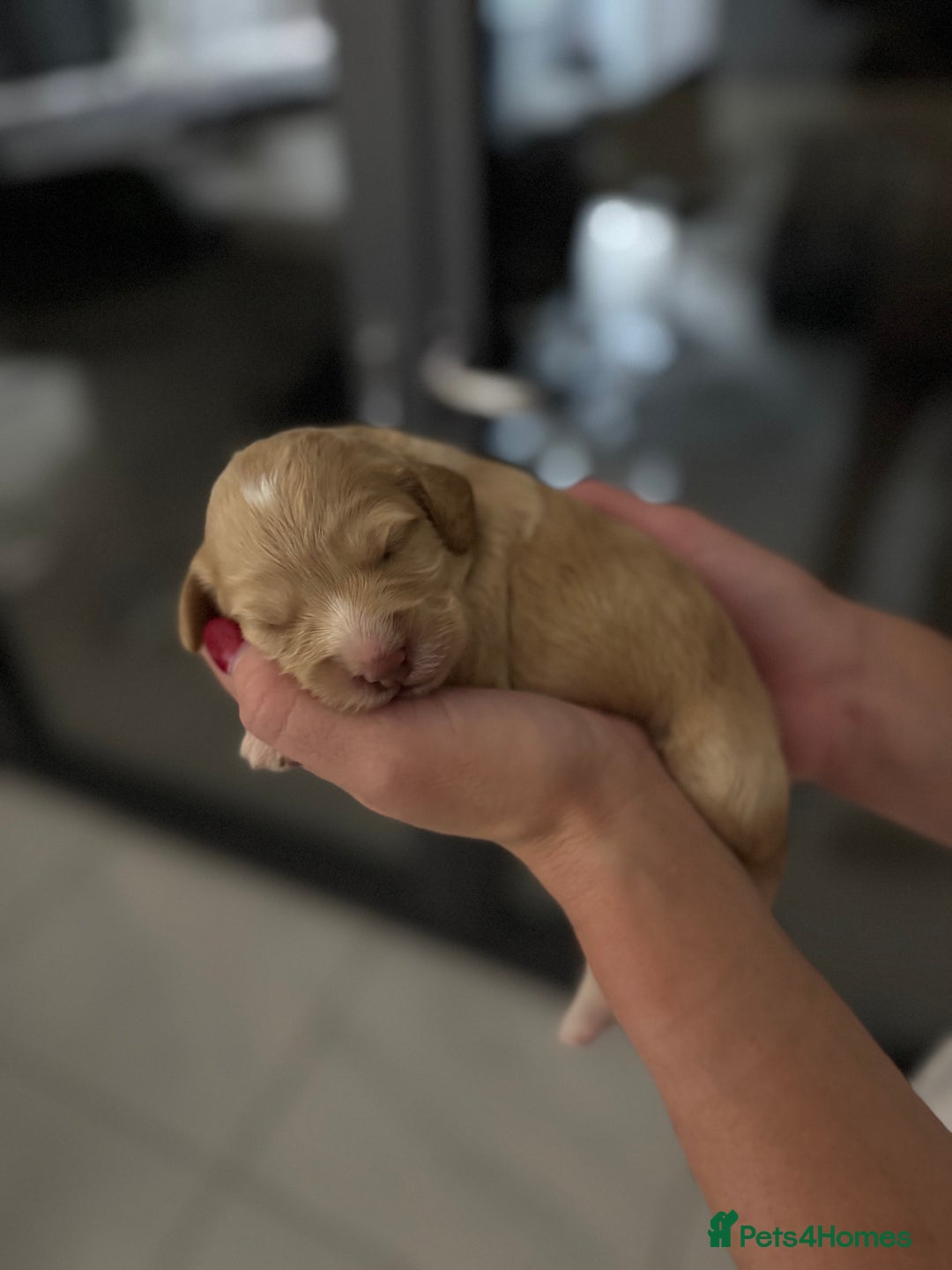 Cockapoo dogs for sale: Beautiful F1 cockapoo puppies  - Image 7